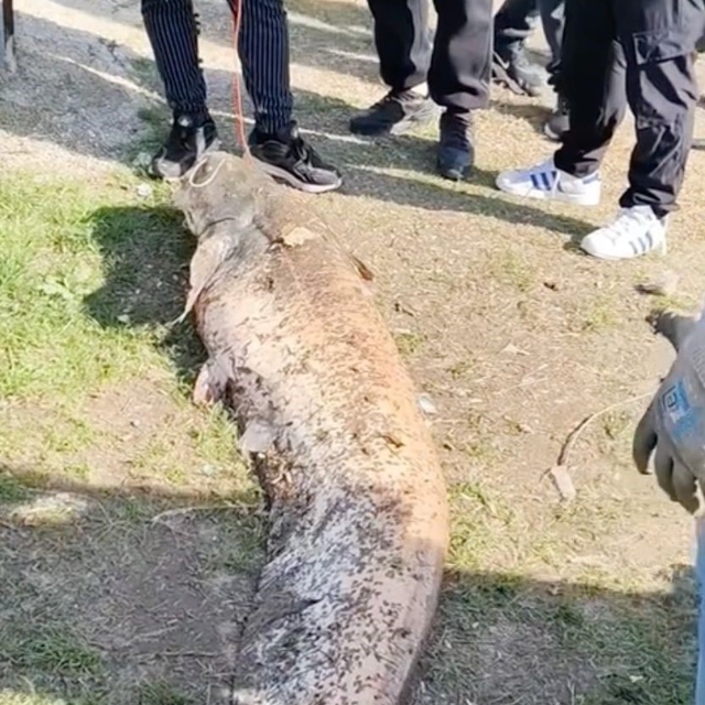 Oltaya takılan 50 kiloluk dev balık şaşırttı