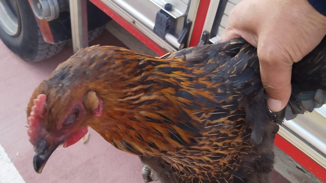 Harşit Çayı'na düşen tavuğu itfaiye kurtardı