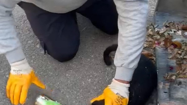 Başı konserve kutusuna sıkışan kediyi belediye temizlik personeli kurtardı