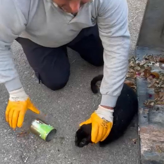 Başı konserve kutusuna sıkışan kediyi belediye temizlik personeli kurtardı