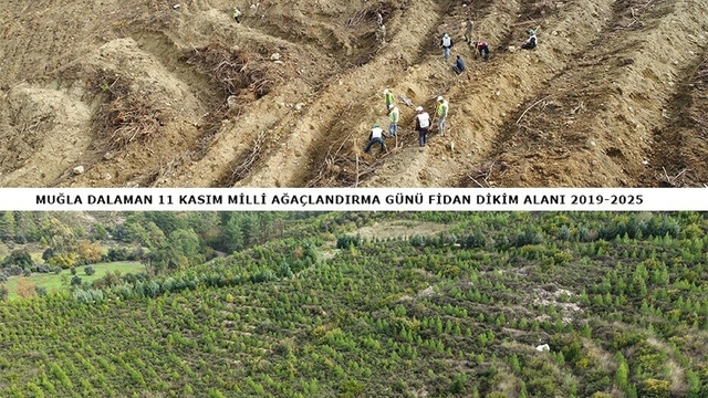 6 yıl önce dikilen fidanlar geleceğe nefes oldu