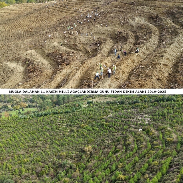 6 yıl önce dikilen fidanlar geleceğe nefes oldu