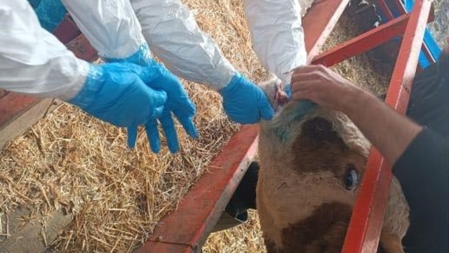 Nazilli'de şap hastalığıyla mücadele sürüyor