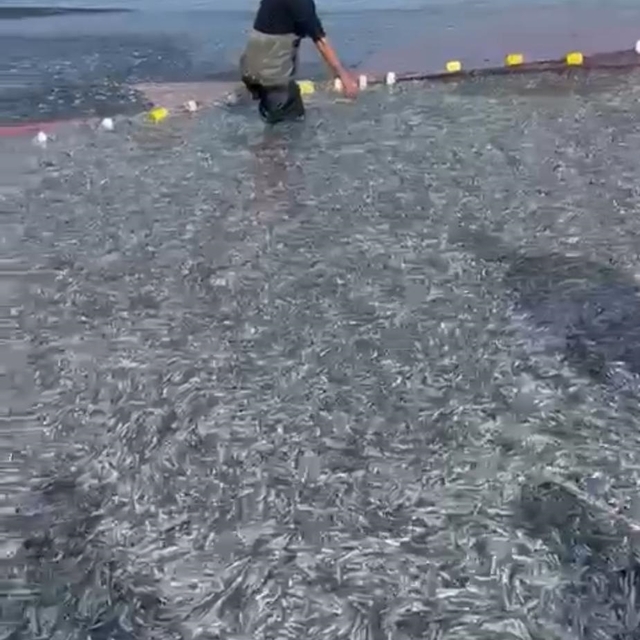 İznik Gölü'nde tek seferde 21 ton gümüş balığı yakalandı