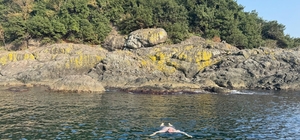 Kasımda deniz keyfi: Giresun Valisi Serdengeçti, adada yüzdü