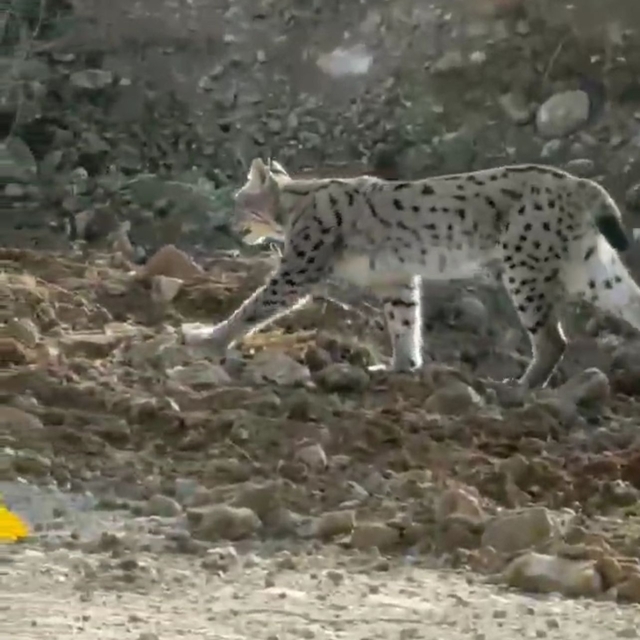 Hakkari'de nesli tehlike altındaki vaşak görüntülendi