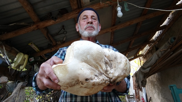 Kütahya'da 3 kilo dev mantar bulundu