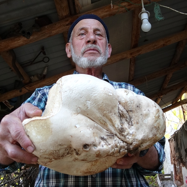 Kütahya'da 3 kilo dev mantar bulundu