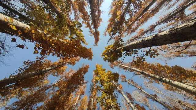 Van'ın sonbahar güzelliği: Van Kalesi ve Atatürk Kültür Parkı ziyaretçilerin gözdesi oldu
Van Kalesi ile Atatürk Kültür Parkı'nda sonbahar güzelliği