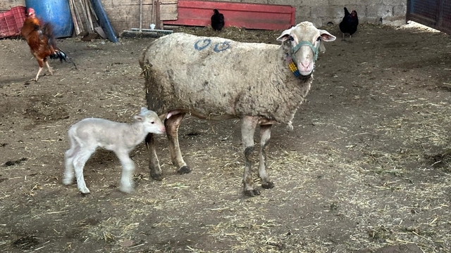 Şapa karşı 'hayvanlara küflü domates yedirmeyin, idrar içirmeyin' uyarısı