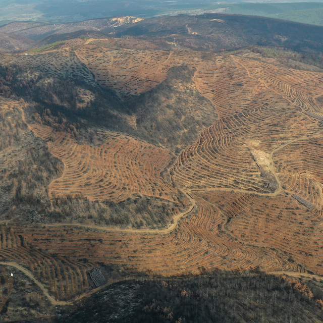 Bursa'da 3 milyon 250 bin fidan toprakla buluşacak