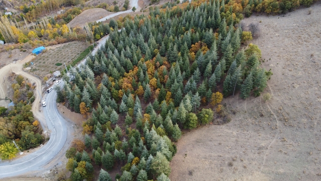 Adana'da 37 yıl önce köylülerin diktiği fidanlar ormana dönüştü
Yıllar sonra diktiği ağaçları gören köylüler, yeşil örtüye hayran kaldı