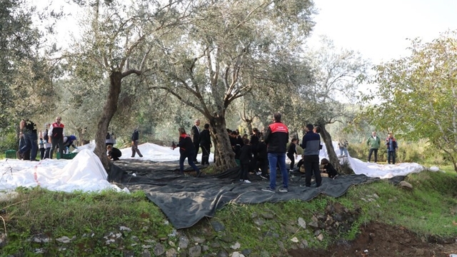 Geleceğin çiftçileri zeytin hasadında
"Tarladan Sofraya" bilinci minik ellerle oluşuyor
