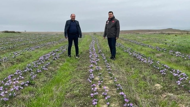 Tekirdağ'da safran üretimi yaygınlaşıyor