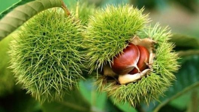 Bakanlık yüzde 75 destek veriyor
Kapama kestane bahçesi projesi başvuruları başladı