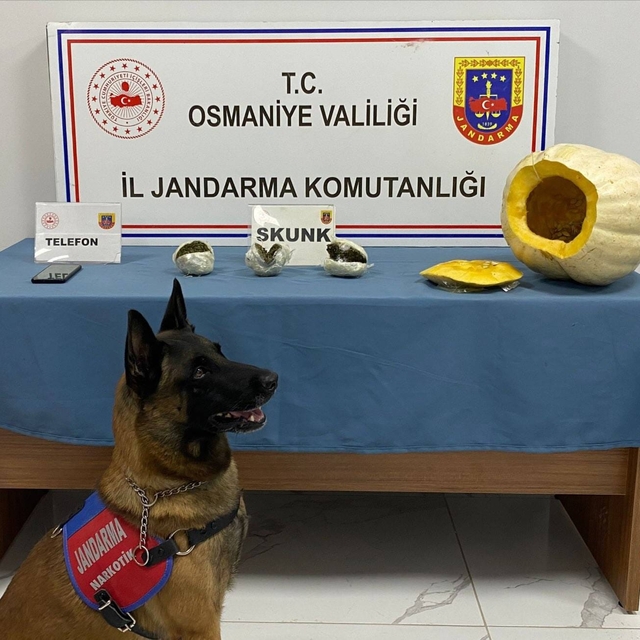 Bal kabağından uyuşturucu çıktı