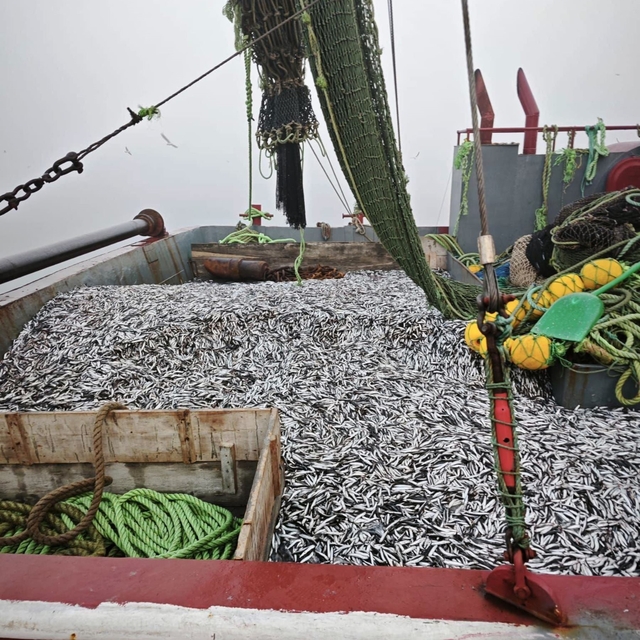 Samsun'da 1 milyon 843 bin 550 kilo hamsi denetlendi