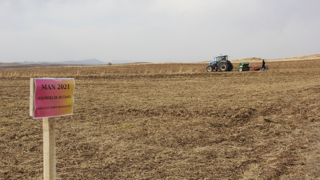 Sivas'ta geliştirilen buğday tohumları toprakla buluşturuldu