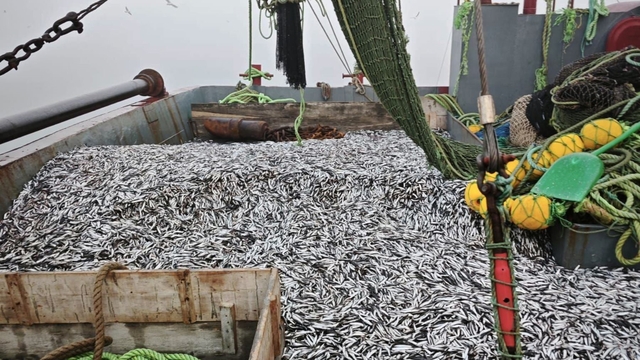 Samsun'da 1 milyon 843 bin 550 kilo hamsi denetlendi