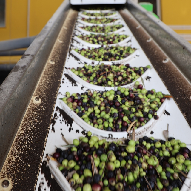Adana'da zeytinin yağ yolculuğu başladı