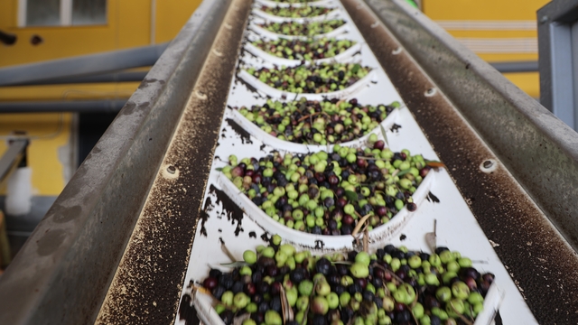 Adana'da zeytinin yağ yolculuğu başladı