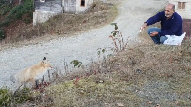 Pimbilona Yaylası'nda sıra dışı dostluk