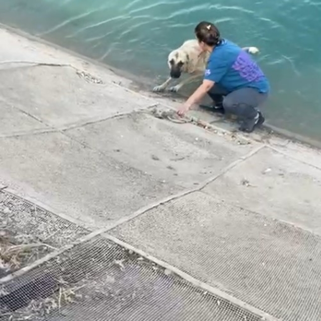 İki çocuklu kahraman anne Fırat'a düşen kangalı böyle kurtardı
Güneydoğu tu...