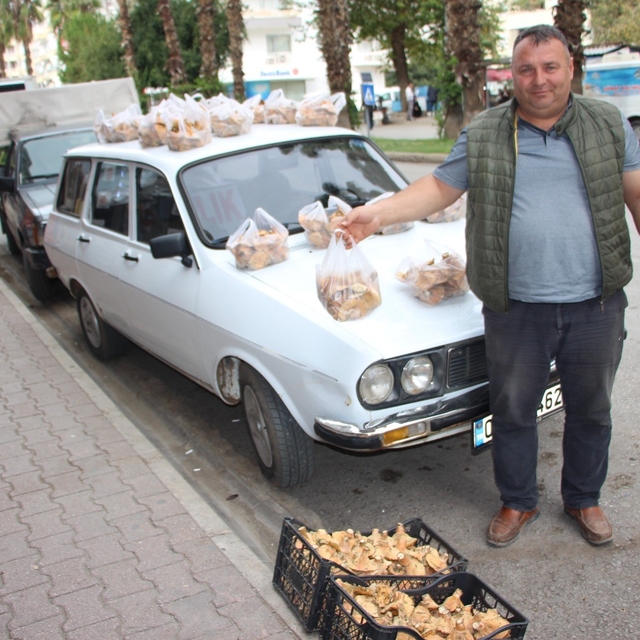 Ormanda sağanak yağmur altında kendiliğinden yetişiyor, kilogramı 350 TL'de...