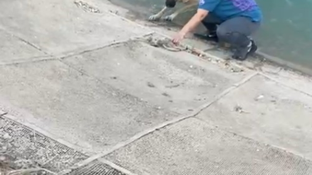 İki çocuklu kahraman anne Fırat'a düşen kangalı böyle kurtardı
Güneydoğu turuna çıkan Bursalı aileden Fırat Nehrinde köpek kurtarma operasyonu
İki çocuklu anne, Fırat nehrine düşen kangal köpeğini kurtarmak için hiç düşünmeden kanala indi, kendisi de mahsur kalınca eşi sulama tankerinin hortumu ile hem köpeği hem de eşini kurtardı