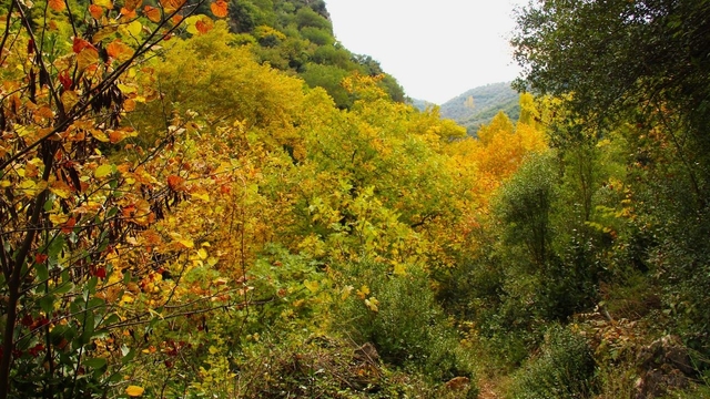 Sonbaharın güzelliğine bürünen Koçak Kanyonu'na dikkat çektiler
