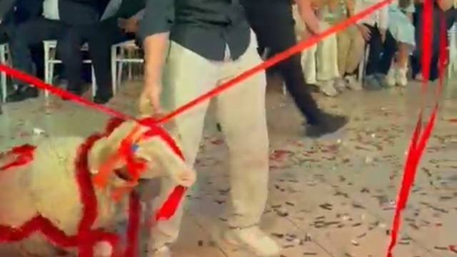 Damada verilen hediyeye herkes şaştı kaldı
Bu da oldu, düğün salonunda kuzuyu görenler hayretler içinde kaldı