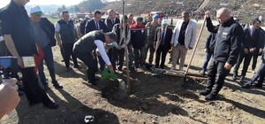 Bolu'da yanan orman yeniden yeşeriyor