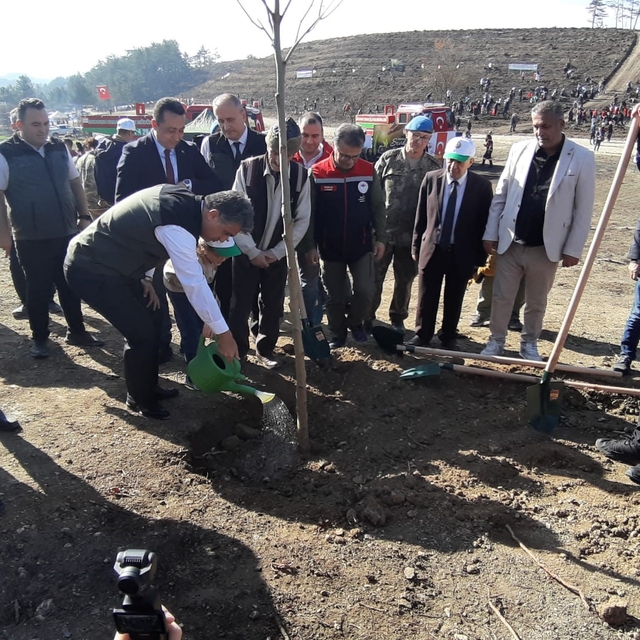 Bolu'da yanan orman yeniden yeşeriyor