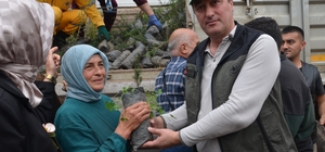 Bafra'da fidan dağıtımı