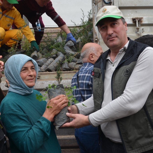 Bafra'da fidan dağıtımı