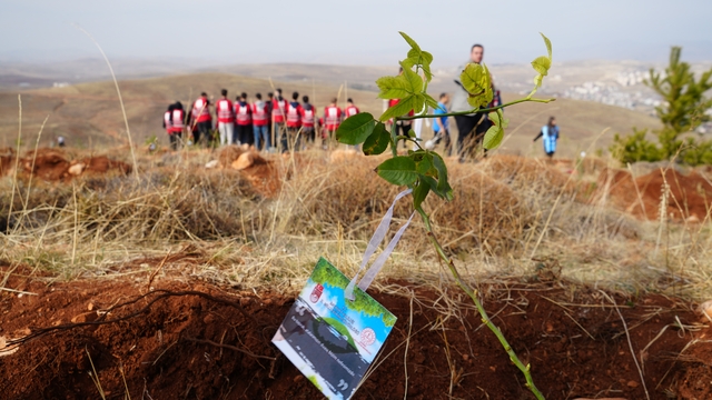 Bayburt'ta 97 bin 620 fidan toprakla buluşturuldu