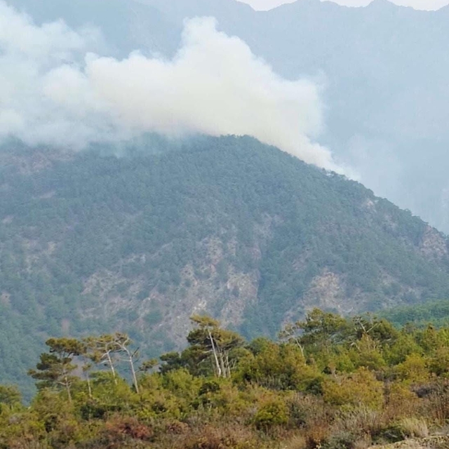 Hatay'da orman yangını