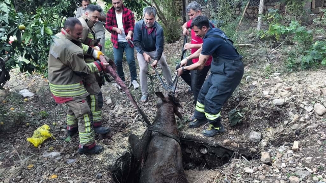 Kuyuya düşen ineği itfaiye kurtardı