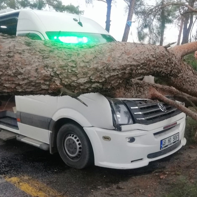 Seyir halindeki minibüsün üstüne ağaç devrildi
