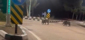 Çukurova Üniversitesi yerleşkesine sürü halinde giren domuzlar görüntülendi