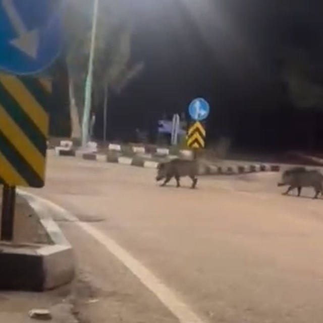 Çukurova Üniversitesi yerleşkesine sürü halinde giren domuzlar görüntülendi
