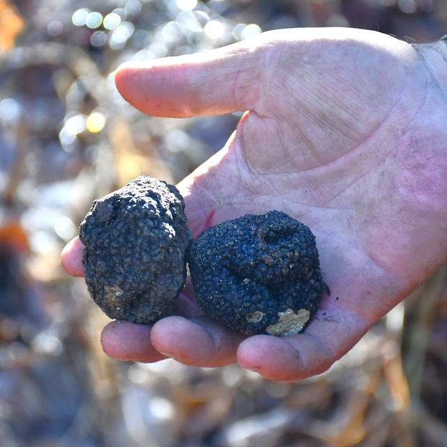 Bayburt 'Kara Elmas' ile tanışacak