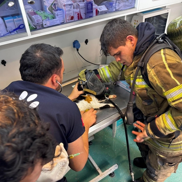 Mazgala düşen kayıp köpek ve yangında mahsur kalan kediler itfaiyenin çabas...