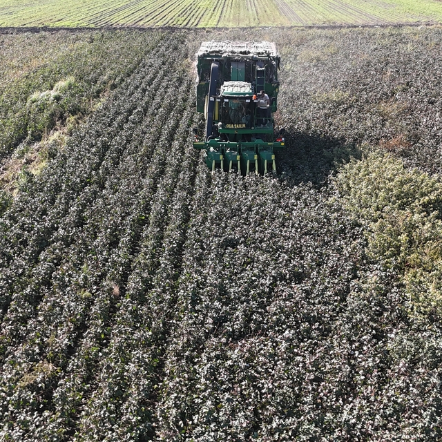Beyaz altın pamukta kuraklık rekolteyi etkiledi