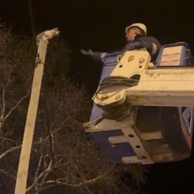 Direkte mahsur kalan kediyi Aras EDAŞ ekipleri kurtardı