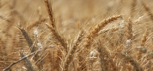 Küresel tahıl üretiminde tüm zamanların zirvesi geliyor