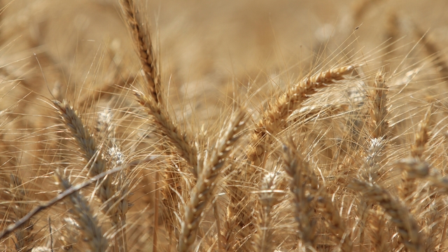 Küresel tahıl üretiminde tüm zamanların zirvesi geliyor