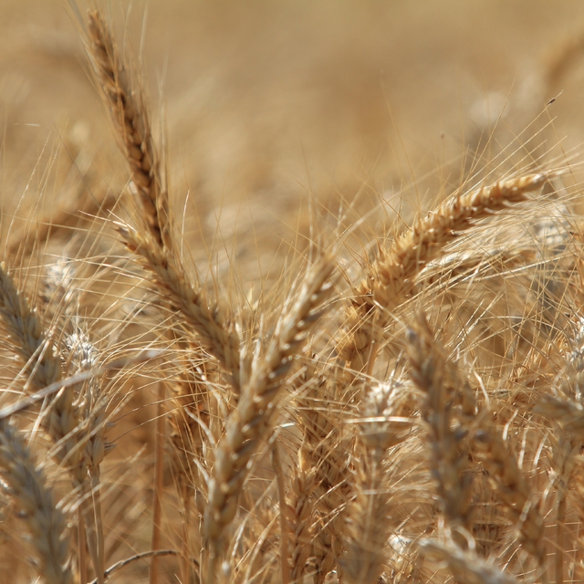 Küresel tahıl üretiminde tüm zamanların zirvesi geliyor