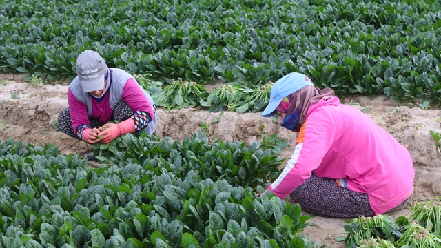 Kış sebzesi ıspanakta hasat bolluğu
Ispanağın kilosu tarlada 6, pazarda 40 TL