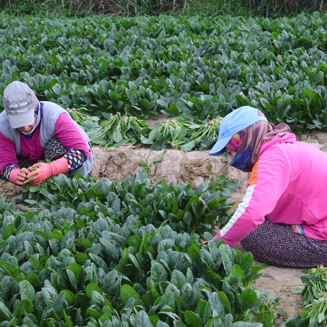 Kış sebzesi ıspanakta hasat bolluğu
Ispanağın kilosu tarlada 6, pazarda 40...